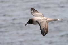 10A Brown Antarctic Skua Bird From The Quark Expeditions Cruise Ship In The Drake Passage Sailing To Antarctica.jpg